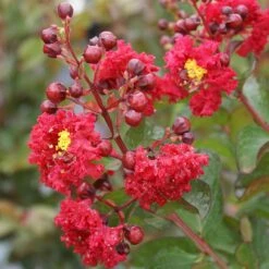 Dynamite Crape Myrtle -Plant Seed Store Dynamite Crape Myrtle 2 FGT
