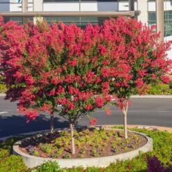 Dynamite Crape Myrtle -Plant Seed Store Dynamite Crape Myrtle single trunk