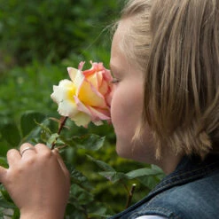 Euphoria® Rose Shrub -Plant Seed Store EUphoria Rose Tree 1