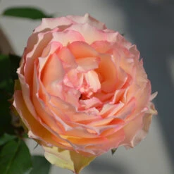 Euphoria® Rose Shrub -Plant Seed Store EUphoria Rose Tree 2