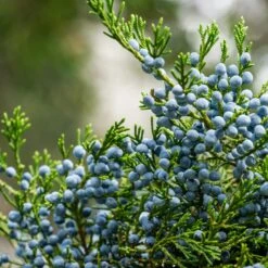 Eastern Red Cedar Tree -Plant Seed Store Eastern Red Cedar 2 FGT