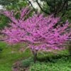Eastern Redbud -Plant Seed Store Eastern Redbud FGT 600x600 5676e569 3a04 4cdf b06a 7047e5db4442