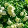 Eastern Snowball Bush -Plant Seed Store Eastern Snowball 600x600 1b7a0713 0609 4c7a 99eb e3d5590e5edb