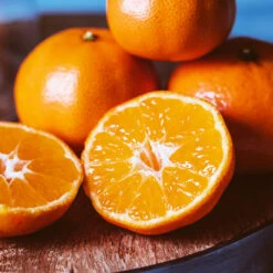 EasyPeel Clementine Tree -Plant Seed Store Easy Peel Clementine 4 FGT