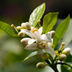 EasyPeel Clementine Tree -Plant Seed Store Easy Peel Clementine 5