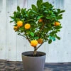 EasyPeel Clementine Tree -Plant Seed Store Easy Peel Clementine FGT 600x600 7715f8b8 7ade 444c b849 5c8b79e452e4