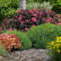 Eclipse® Bigleaf Hydrangea -Plant Seed Store Eclipse Mophead 4