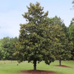 Edith Bogue Magnolia -Plant Seed Store Edith Bogue magnolia 1