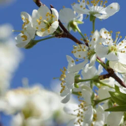 Elephant Heart Plum Tree -Plant Seed Store Elephant Heart Plum 2