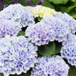 Elizabeth Ashley Hydrangea Shrub -Plant Seed Store Elizabeth Ashley 1