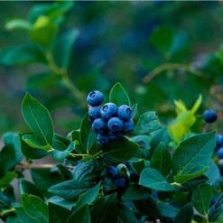 Elliot Blueberry Bush 8 Elliot Blueberry Bush -Plant Seed Store Elliot Blueberry 450 D1