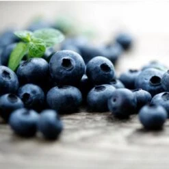 Elliot Blueberry Bush 9 Elliot Blueberry Bush -Plant Seed Store Elliot Blueberry 450 D2