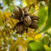 Elliot Pecan Tree -Plant Seed Store Elliot Pecan FGT 600x600 610bd494 388b 4fed 85b5 cc7a01d9af9d