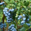 Emerald Blueberry Bush -Plant Seed Store Emerald Blueberries 600x600 ba57f98c e75b 4707 a839 d566b7aa64e7