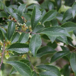 Emerald Flair Elm Tree -Plant Seed Store Emerald Flair 2