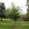 Emerald Flair Elm Tree -Plant Seed Store Emerald Flair 600x600 537bca49 bcda 436c baea fab6477ae12c