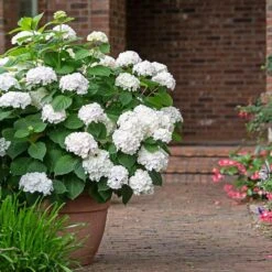 Endless Summer® Blushing Bride Bigleaf Hydrangea Shrub 10 Endless Summer® Blushing Bride Bigleaf Hydrangea Shrub -Plant Seed Store Endless Summer Blushing Bride 3 FGT