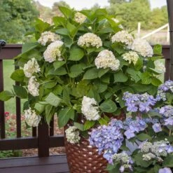 Endless Summer® Blushing Bride Bigleaf Hydrangea Shrub 11 Endless Summer® Blushing Bride Bigleaf Hydrangea Shrub -Plant Seed Store Endless Summer Blushing Bride 5