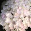 Endless Summer® Blushing Bride Bigleaf Hydrangea Shrub -Plant Seed Store Endless Summer Blushing Bride FGT 600x600 0ebe554a 6f66 4976 a54a 228202945329