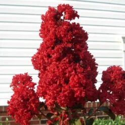 Enduring Summer Crape Myrtle 7 Enduring Summer Crape Myrtle -Plant Seed Store Enduring Summer Crape Myrtle 2