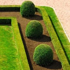 English Boxwood Shrub -Plant Seed Store English Boxwood 7