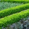 English Boxwood Shrub -Plant Seed Store English Boxwood FGT 600x600 859093e7 609f 4eba 869a 4dcbfc608a37