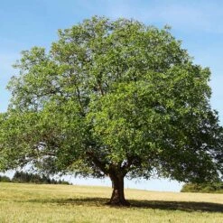English Walnut Tree -Plant Seed Store English Carpathian Walnut 4 FGT