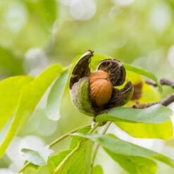 English Walnut Tree -Plant Seed Store English Carpathian Walnut 5 FGT