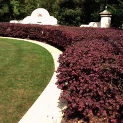 'Ever Red' Loropetalum -Plant Seed Store Ever Red Lorepetalum 3