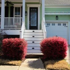 'Ever Red' Loropetalum -Plant Seed Store Ever Red Lorepetalum 4
