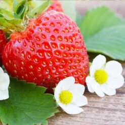 Everbearing Strawberry 10 Everbearing Strawberry -Plant Seed Store Everbearing Strawberry 3 FGT