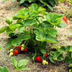 Everbearing Strawberry 11 Everbearing Strawberry -Plant Seed Store Everbearing Strawberry 5 FGT