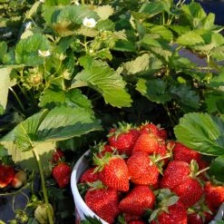 Everbearing Strawberry - USDA Organic -Plant Seed Store Everbearing Strawberry 6 BB e2cd8810 5468 47c9 8adf a7c6a52e097a