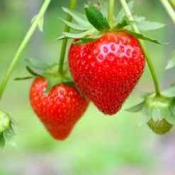 Everbearing Strawberry - USDA Organic -Plant Seed Store Everbearing Strawberry 7 FGT