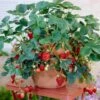 Everbearing Strawberry -Plant Seed Store Everbearing Strawberry FGT 600x600 d3ea4566 ff7c 47fc bfc2 575f68c20c87