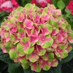 Everlasting® Amethyst Hydrangea Shrub 7 Everlasting® Amethyst Hydrangea Shrub -Plant Seed Store Everlasting Amethyst Hydrangea 2