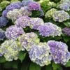 Everlasting® Amethyst Hydrangea Shrub -Plant Seed Store Everlasting Amethyst Hydrangea 3