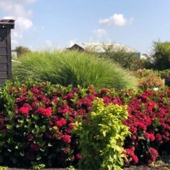 Everlasting® Crimson Ruby Hydrangea Shrub 8 Everlasting® Crimson Ruby Hydrangea Shrub -Plant Seed Store Everlasting Crimson Ruby 1