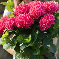 Everlasting® Crimson Ruby Hydrangea Shrub 9 Everlasting® Crimson Ruby Hydrangea Shrub -Plant Seed Store Everlasting Crimson Ruby 4