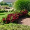 Everlasting® Crimson Ruby Hydrangea Shrub -Plant Seed Store Everlasting Crimson Ruby FGT 600x600 c96daa38 25e0 4479 82e2 43e6cd49daaf