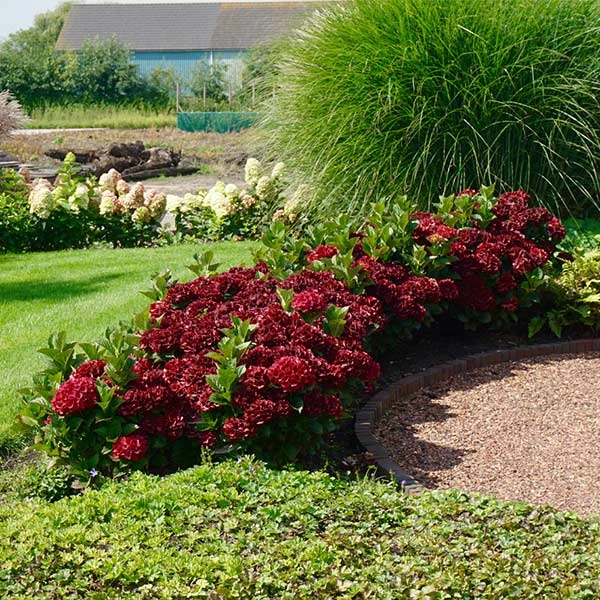 Everlasting® Crimson Ruby Hydrangea Shrub 3 Everlasting® Crimson Ruby Hydrangea Shrub