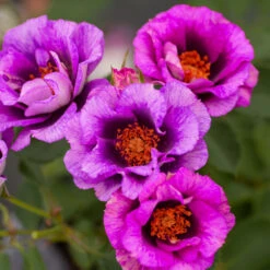 Eyeconic® Plum Lemonade Rose -Plant Seed Store Eyeconic Plum Lemonade Rose 2