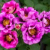Eyeconic® Plum Lemonade Rose 2 Eyeconic® Plum Lemonade Rose -Plant Seed Store Eyeconic Plum Lemonade Rose FGT 600x600 dbdd4acb 9c12 4137 a856 b68915f6acfd