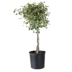 Variegated Ficus Triangularis Tree -Plant Seed Store FIC TRT 34 3 BRD