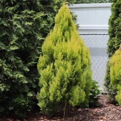 Forever Goldy™ Arborvitae Tree -Plant Seed Store FOrever GOldie 2