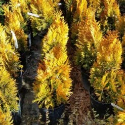 Forever Goldy™ Arborvitae Tree -Plant Seed Store FOrever GOldy 3