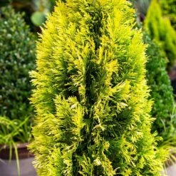 Forever Goldy™ Arborvitae Tree -Plant Seed Store FOrever GOldy 4