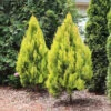 Forever Goldy™ Arborvitae Tree -Plant Seed Store FOrever GOldy 600x600 6bb4203a 1f83 46d7 bf71 502f5d9964f5