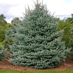 Fat Albert Colorado Blue Spruce -Plant Seed Store Fat albert Blue Spruce 1