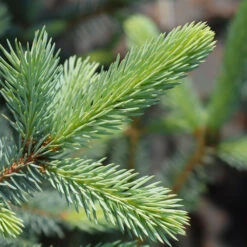 Fat Albert Colorado Blue Spruce -Plant Seed Store Fat albert Blue Spruce 2